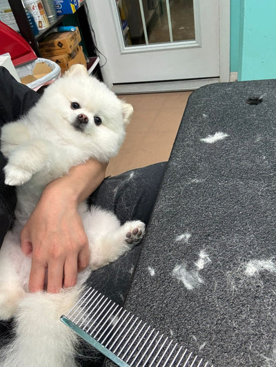 10 Signs Your Dog Needs Professional Grooming