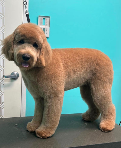 10 Tips to Control Pet Shedding