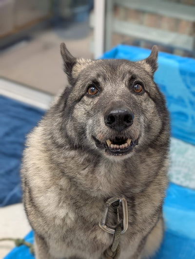 How To Know If My Dog Is in Heat Season?