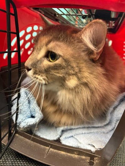 Steps on How To Get Your Cat Comfortable in the Carrier