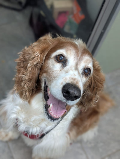 Senior Dogs: Essential Tips for Understanding and Caring for Your Aging Dog