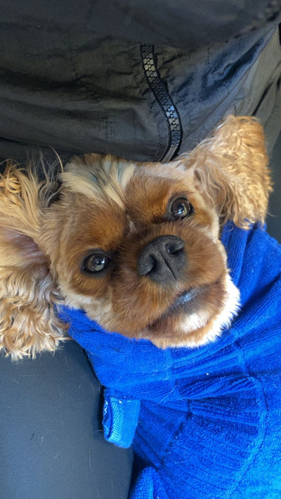 Senior Dog Grooming for Senior and Special Needs Pets at Dashing Dawgs