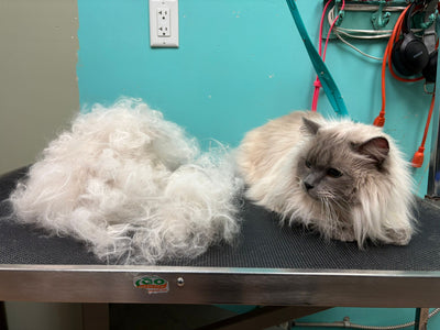 Grooming Cats: Why It’s Harder Than Grooming Dogs