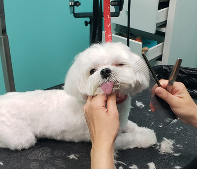 Ultimate Autumn Safety Guide for Pets