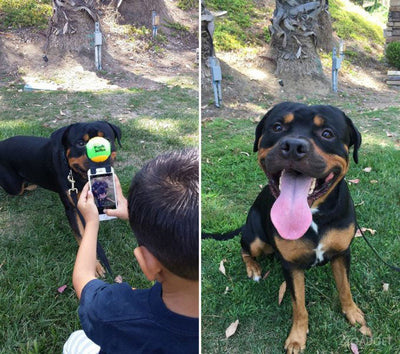 5 Tips For a Good Dog Pictures: Tricks for the Ultimate Shot