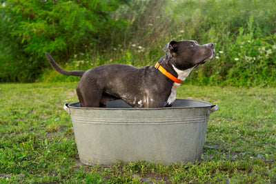 How Can I Tell If My Dog Is Overheating and What Should I Do in Vancouver Heat?
