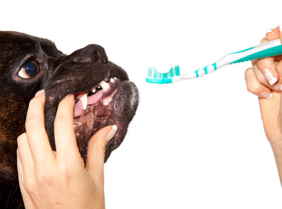 Tips for good oral dog and cat care