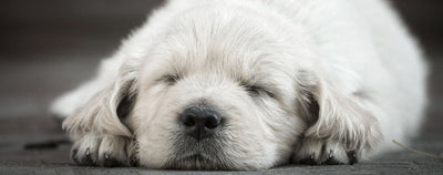 Top 15 Tips to Stop Your Puppy Crying at Night and Effective Crate Training Techniques