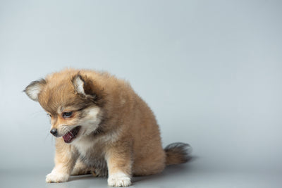 Potty Training Your Puppy: The Ultimate Guide to a Successful Process