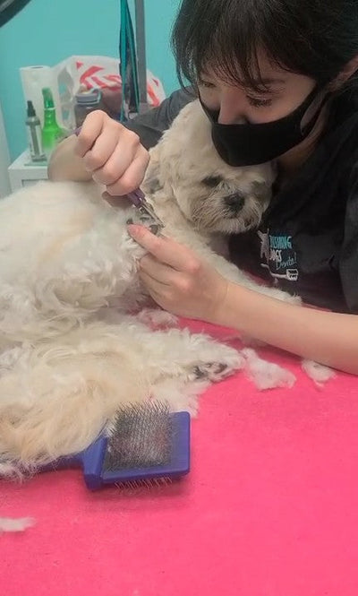The Ultimate Guide to Nail Trimming for Cats and Dogs