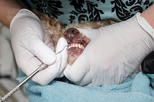 dog teeth cleaning