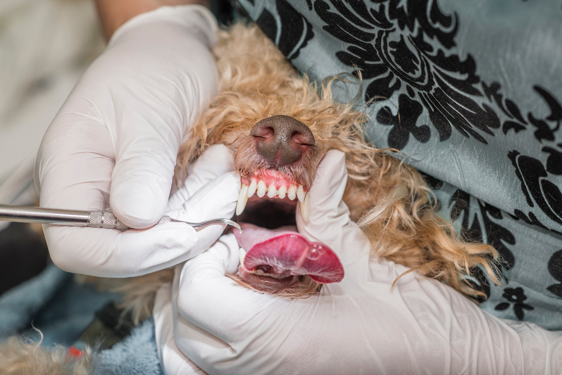 Dashing Dawgs Pet dental cleaning