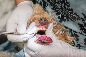 Dashing Dawgs Pet dental cleaning