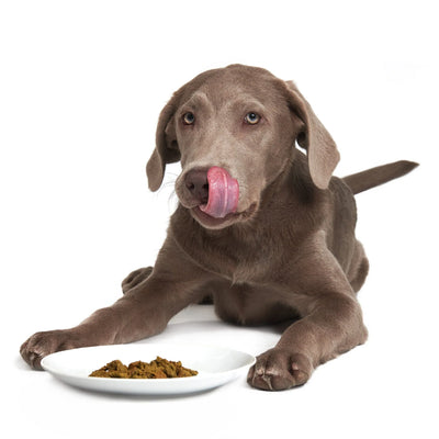Caribbean-Salmon Fusion DOG